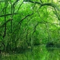 La mangrove de Can Gio