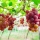 Visiter les vignobles de Ninh Thuan : une escapade au Vietnam