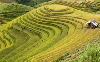 riziere hoang su phi